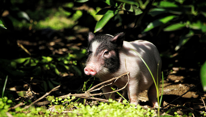 黄喉是什么动物身上的 黄喉是动物身上的哪个部位