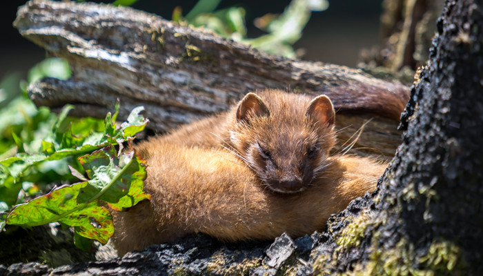 黄鼠狼吃蛇吗 黄鼠狼吃不吃蛇