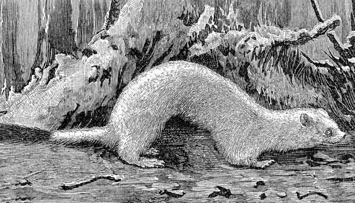 黄鼠狼吃蛇吗 黄鼠狼吃不吃蛇