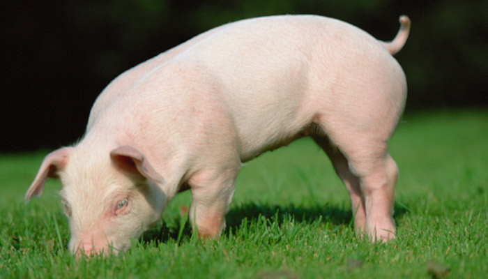 黄喉是什么动物身上的 黄喉是动物身上的哪个部位