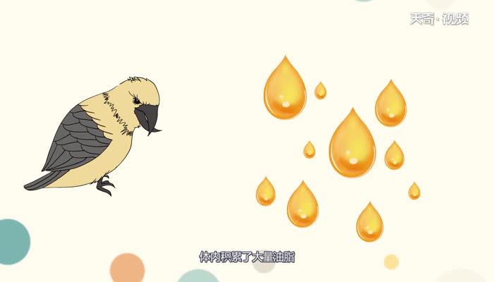 交嘴鸟的嘴有什么特别之处 交嘴鸟的嘴特别之处在什么地方