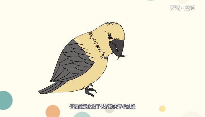 交嘴鸟的嘴有什么特别之处 交嘴鸟的嘴特别之处在什么地方