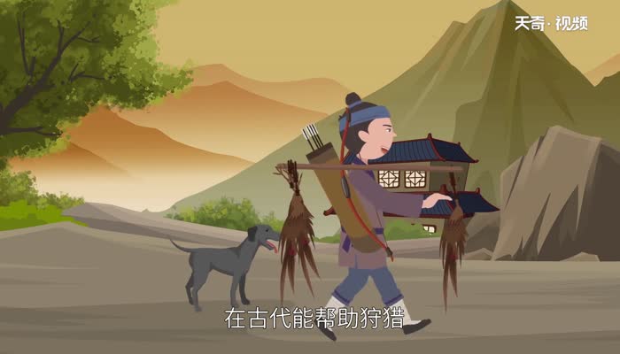 六畜是指哪六畜 六畜有哪些