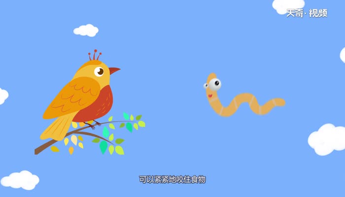 交嘴鸟的嘴有什么特别之处 交嘴鸟的嘴特别之处在什么地方