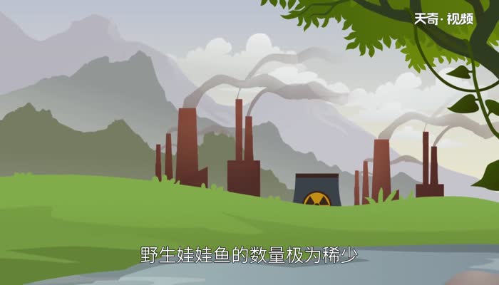 娃娃鱼吃什么 娃娃鱼的生活习性