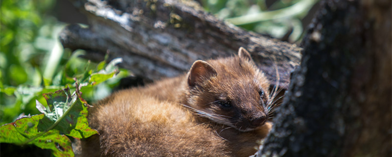 黄鼠狼吃蛇吗 黄鼠狼吃不吃蛇