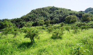 梢瓜的栽培方法（地梢瓜的种植方法）