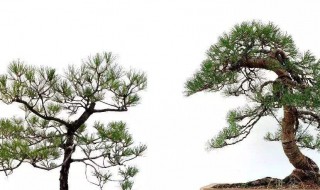 松树的养殖方法详解 松树怎么养殖方法