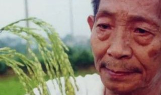 袁隆平怎么发现水稻的（袁隆平发现水稻的故事）