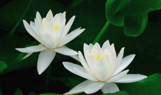 白莲花什么意思形容人（白莲花什么意思形容人 视频）