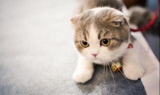 为什么养猫就没有蟑螂 养了猫没有蟑螂了为什么