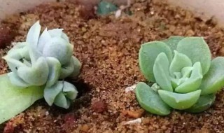 多肉植物的扦插方法（多肉植物的扦插方法图解）