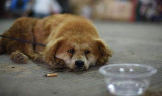 看见的流浪狗应该怎么做（看见一只流浪狗你会怎么做）