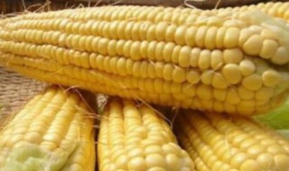 钓鱼打窝用玉米怎么做 钓鱼打窝用玉米怎么做饵料