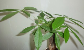 平安树怎么养才茂盛（平安树怎么养才茂盛可以剪子吗）