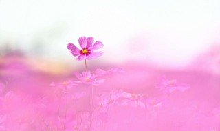 格桑花花语美句 赞美格桑花的句子