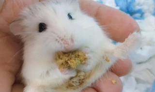 被仓鼠咬了怎么办（被仓鼠咬了怎么办?出血很浅）