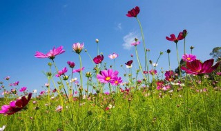 格桑花唯美花语（格桑花图片花语含义）