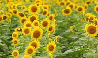 怎么选向日葵花 如何挑选向日葵鲜花