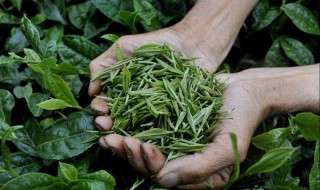 茶叶基本知识 茶叶基本知识介绍