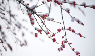 梦见下大雪（梦见下大雪是什么预兆）