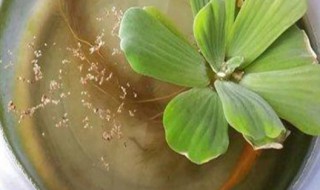 水芙蓉怎么养（水芙蓉怎么养殖）