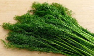 孕妇能吃茴香吗 孕妇能吃茴香苗饺子吗