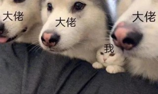 沙雕又可爱的王者荣耀文案 搞怪的王者文案