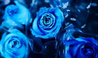 为什么不能送蓝玫瑰 为什么不能送蓝玫瑰花