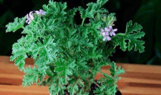 八种适合放室内的驱蚊植物（八种适合放室内的驱蚊植物）