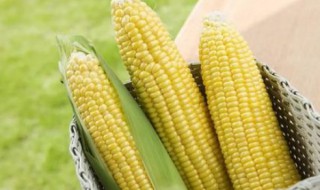 种玉米时间及方法 玉米播种时间和方法