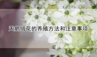天鹅绒花的养殖方法和注意事项（天鹅绒花种植方法）