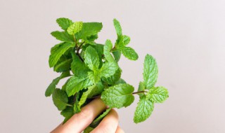 薄荷可以水培种植吗 水培薄荷怎么种植