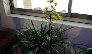 蕙兰花谢了（蕙兰花期长吗）