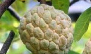 释迦果好种植吗 释迦果好种植吗