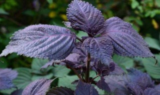 紫苏种子怎么种植方法（紫苏种子种植方法和时间）