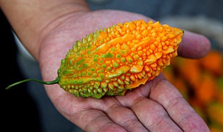 金癞瓜的种植方法和时间 金癞瓜的种植方法和时间和方法