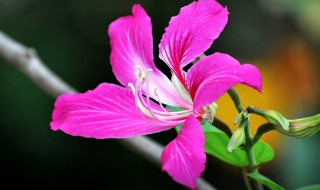 香港的区花是什么花（香港的区花是什么花图片）