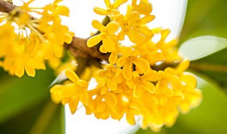 桂花树移栽方法和注意事项（盆栽桂花树移栽要注意什么）