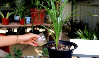 兰花的浇水方法和注意事项（兰花的浇水方法和注意事项有哪些）