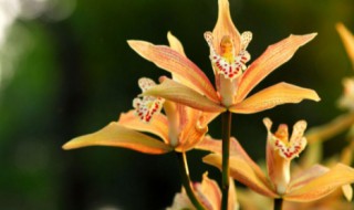 虎头兰花种植注意事项（虎头兰种植方法和注意事项）