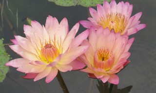 香水小叶莲花怎么养 香水小叶莲花怎么养殖