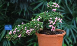 种植杜鹃花的小妙招（种植杜鹃花的小妙招有哪些）