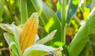 玉米除草剂使用注意事项 玉米除草剂使用注意事项视频