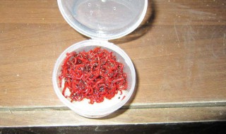 红虫保存最简单的方法 红虫保存最简单的方法视频