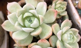 白月影多肉的养殖方法和注意事项（白月影多肉繁殖）