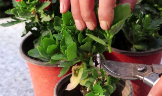 给花施肥的正确方法 如何对花施肥