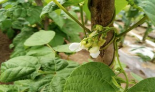 白芸豆种植时间和方法 白芸豆种植季节