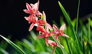 刚买的兰花种植方法（买回来的兰花怎样栽植）