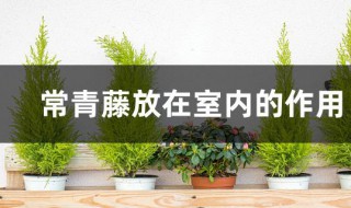 常青藤放在室内的作用 常青藤对空气的作用